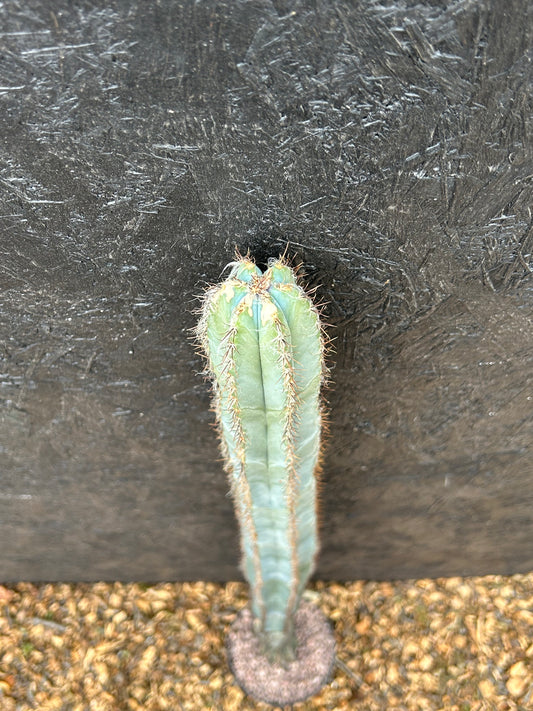 Pilosocereus ulei (ET59) COLLECTION ONLY
