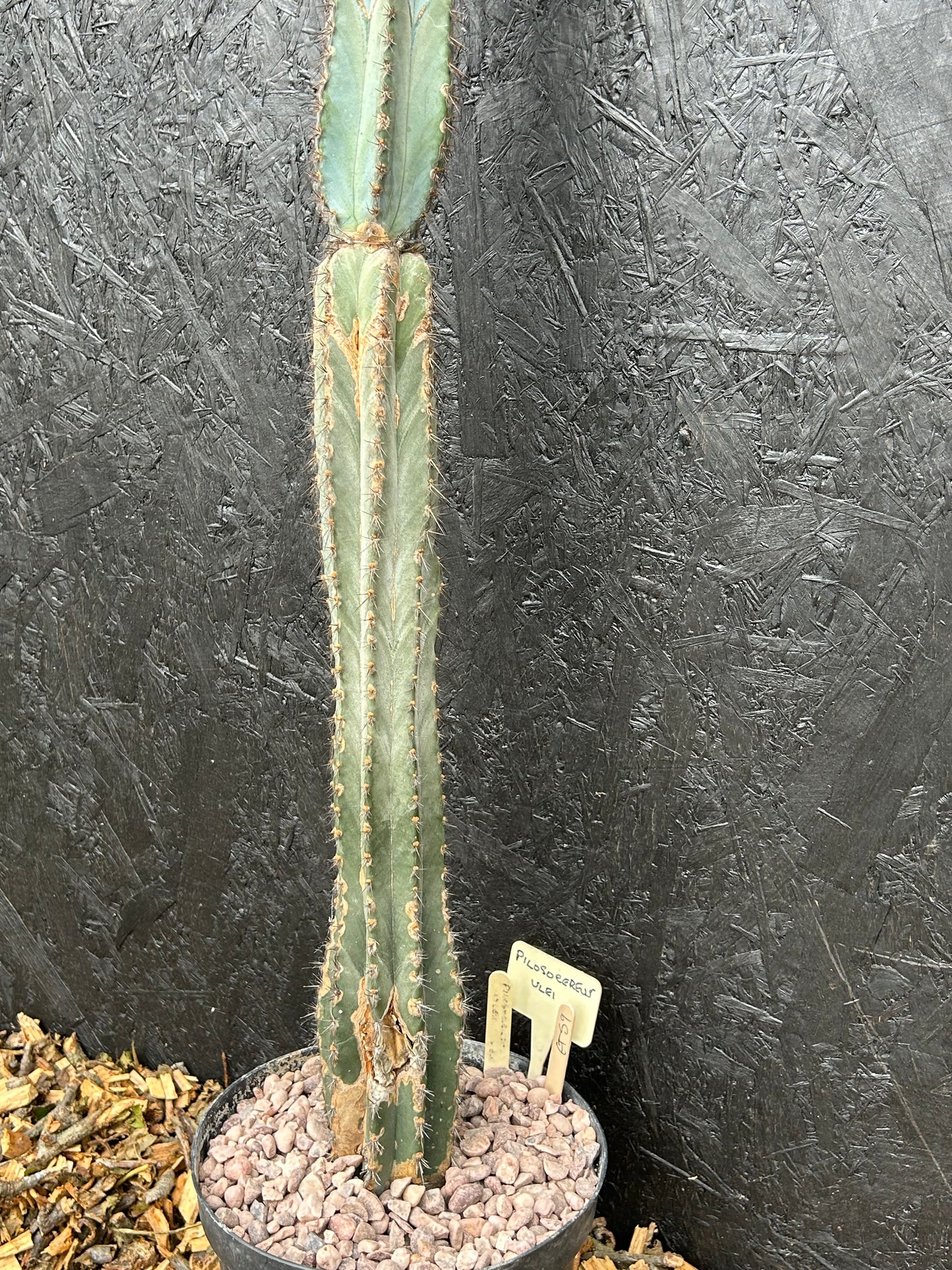 Pilosocereus ulei (ET59) COLLECTION ONLY