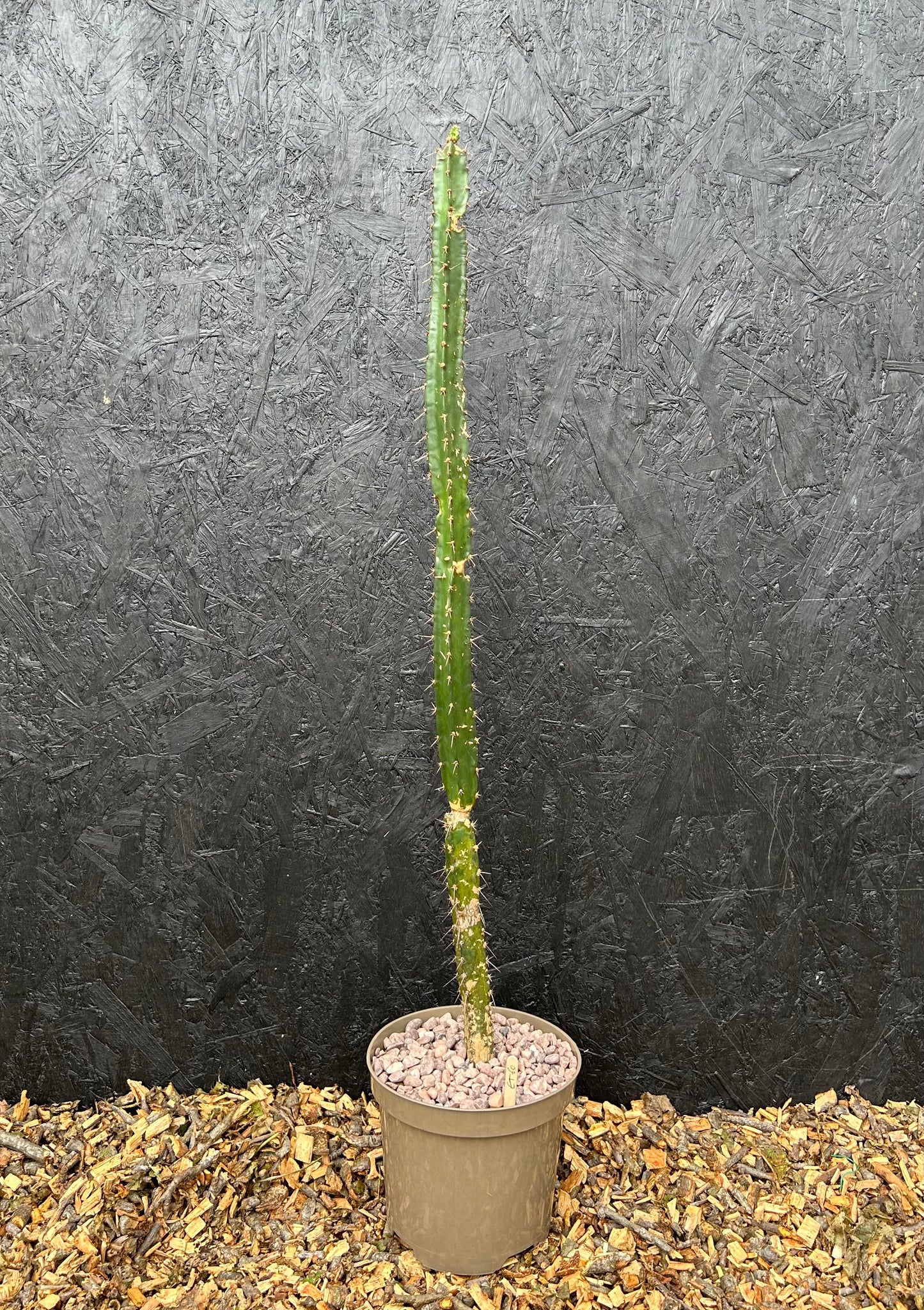 Cereus species (ET60) COLLECTION ONLY