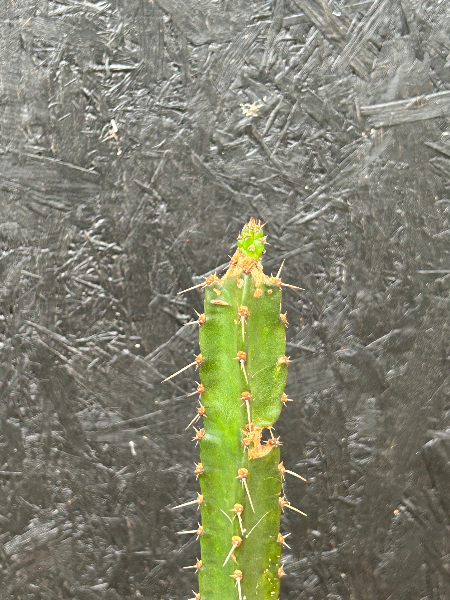 Cereus species (ET60) COLLECTION ONLY