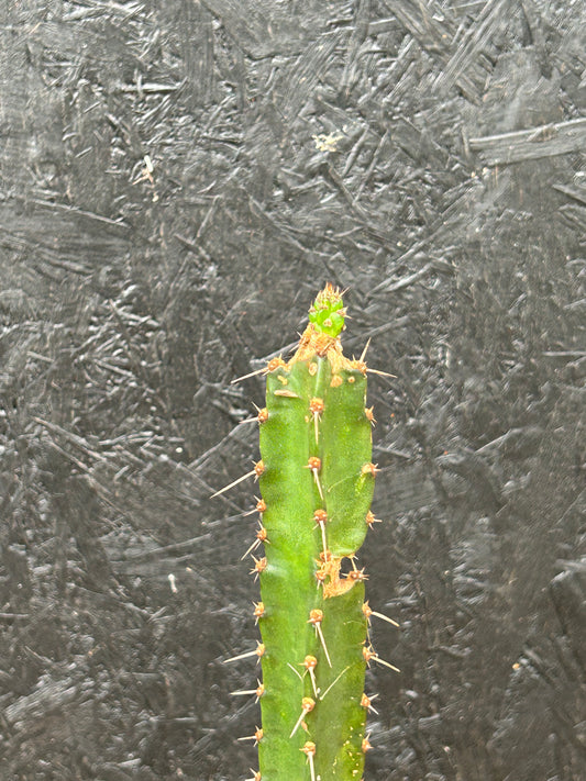 Cereus species (ET60) COLLECTION ONLY