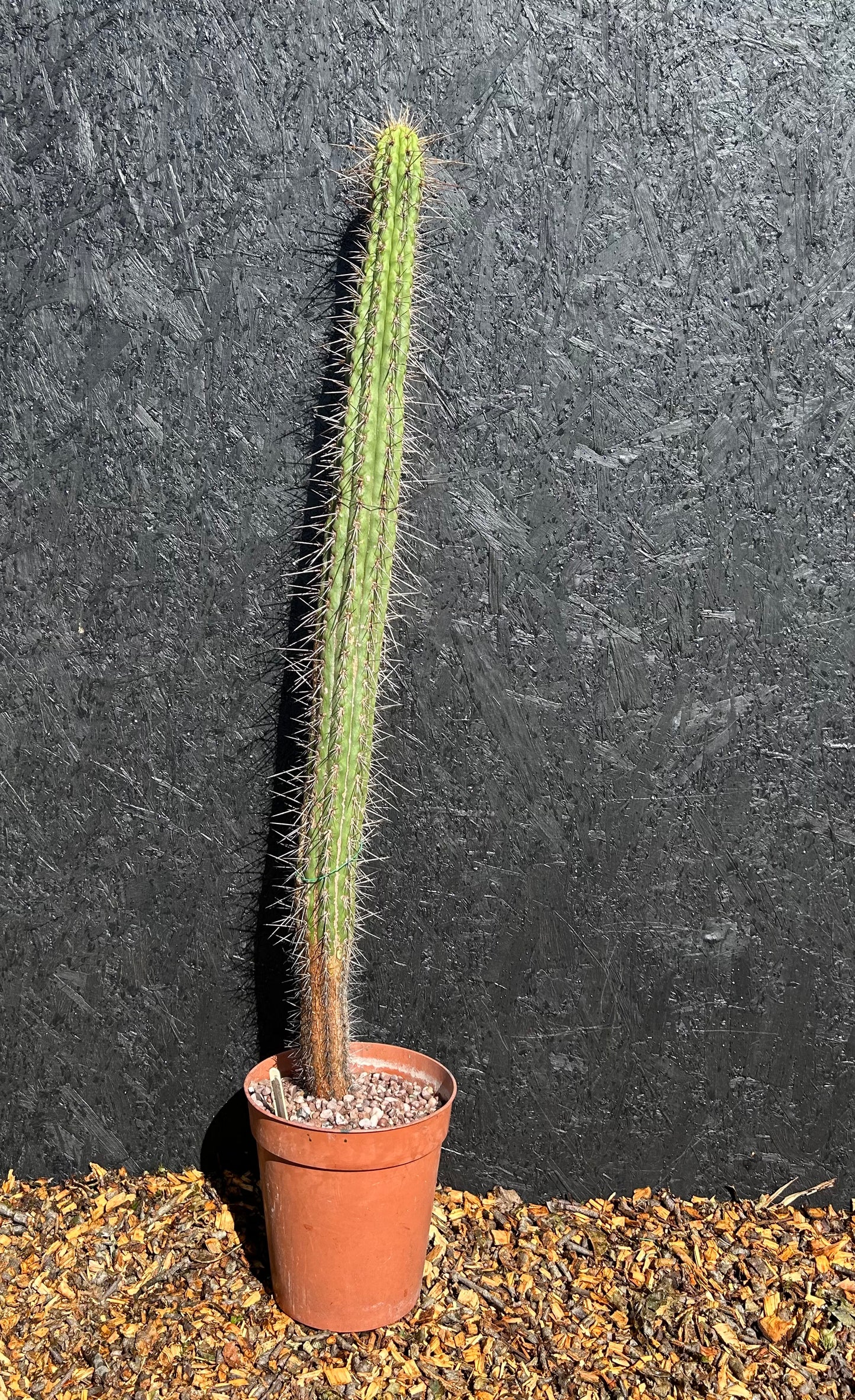 Pilosocereus species (ET61) COLLECTION ONLY