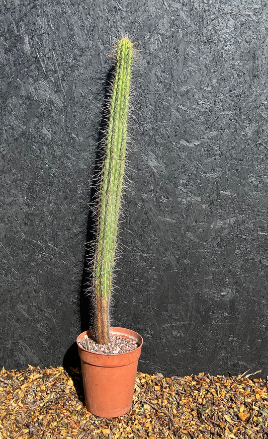 Pilosocereus species (ET61) COLLECTION ONLY