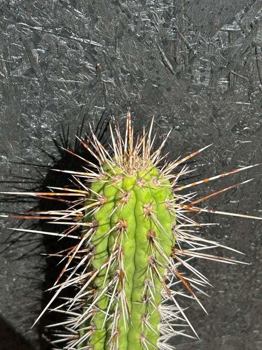 Pilosocereus species (ET61) COLLECTION ONLY