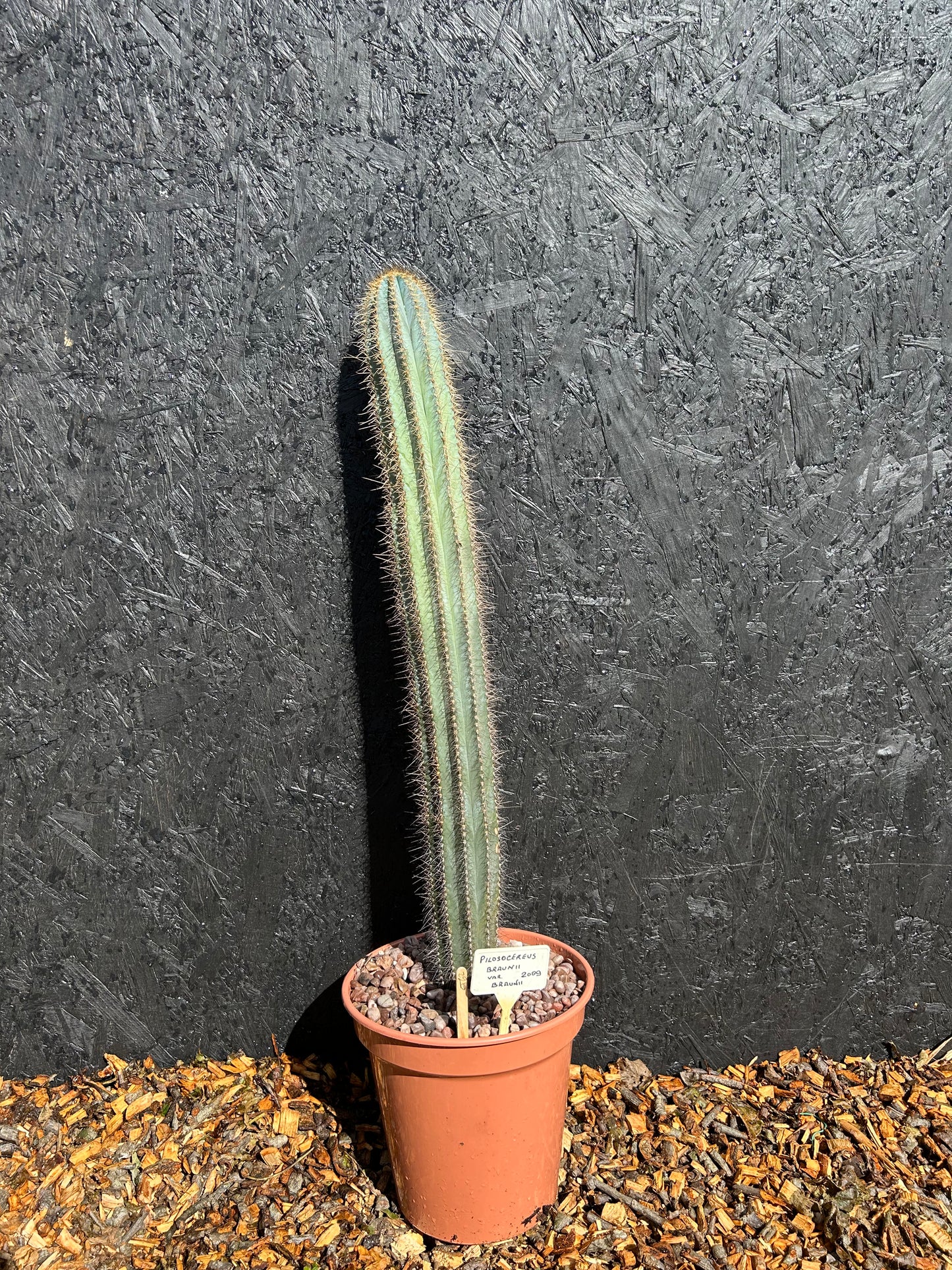 Pilosocereus braunii (ET62) COLLECTION ONLY