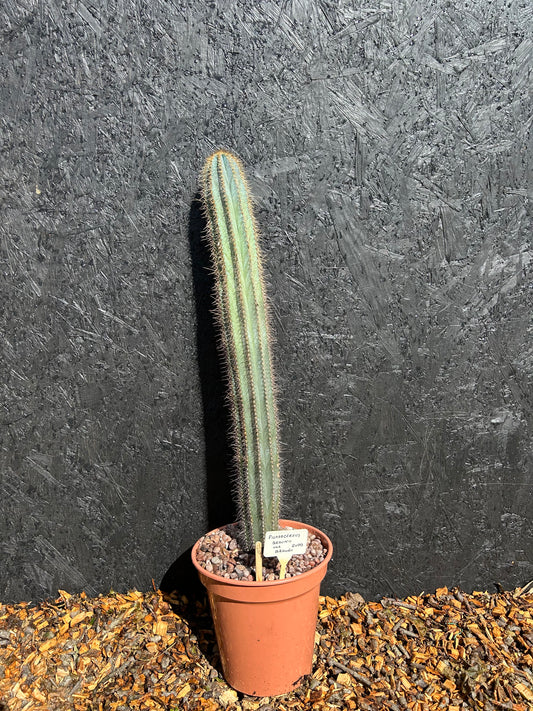 Pilosocereus braunii (ET62) COLLECTION ONLY