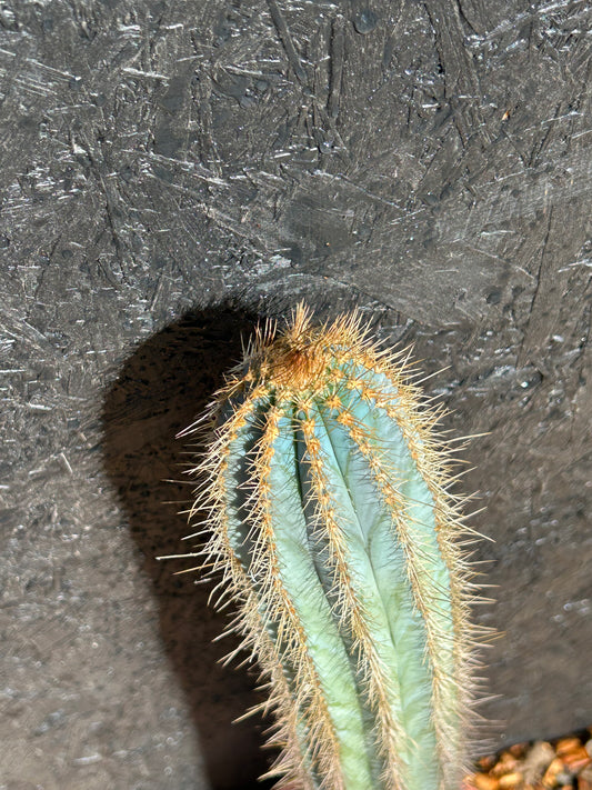 Pilosocereus braunii (ET62) COLLECTION ONLY