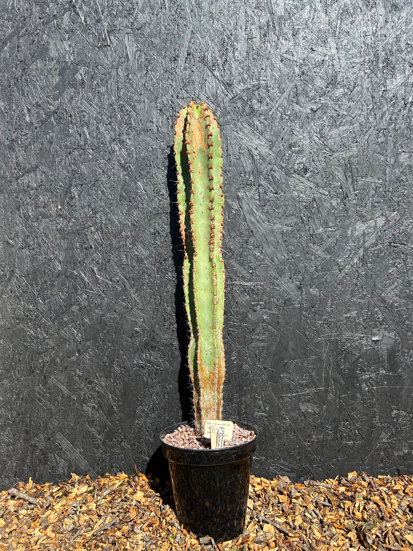 Neoraimondia roseiflora (ET63) COLLECTION ONLY