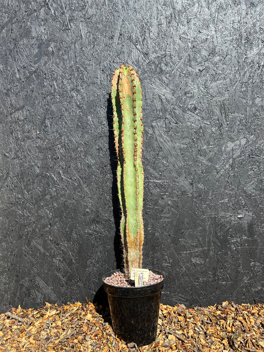 Neoraimondia roseiflora (ET63) COLLECTION ONLY