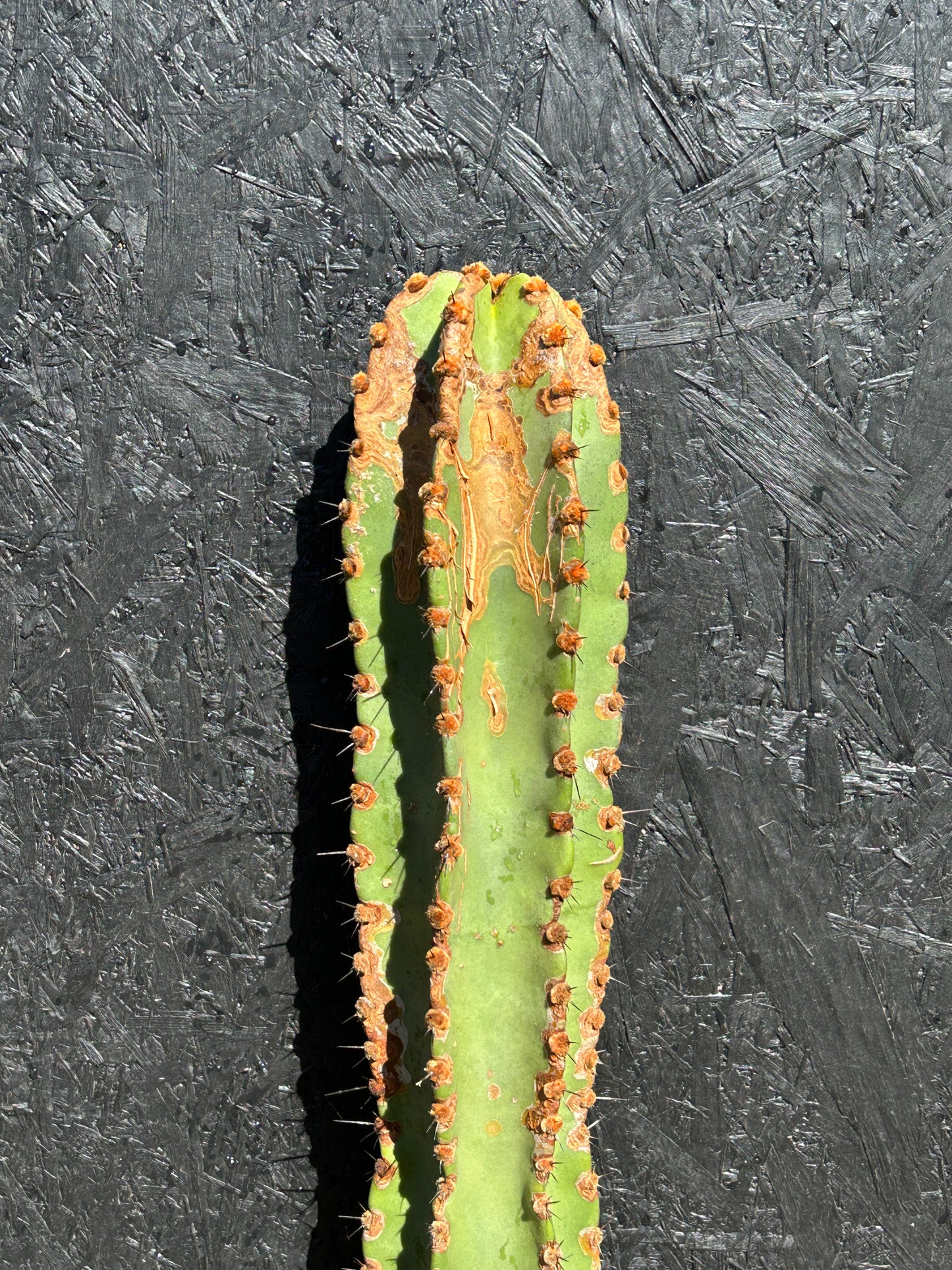 Neoraimondia roseiflora (ET63) COLLECTION ONLY