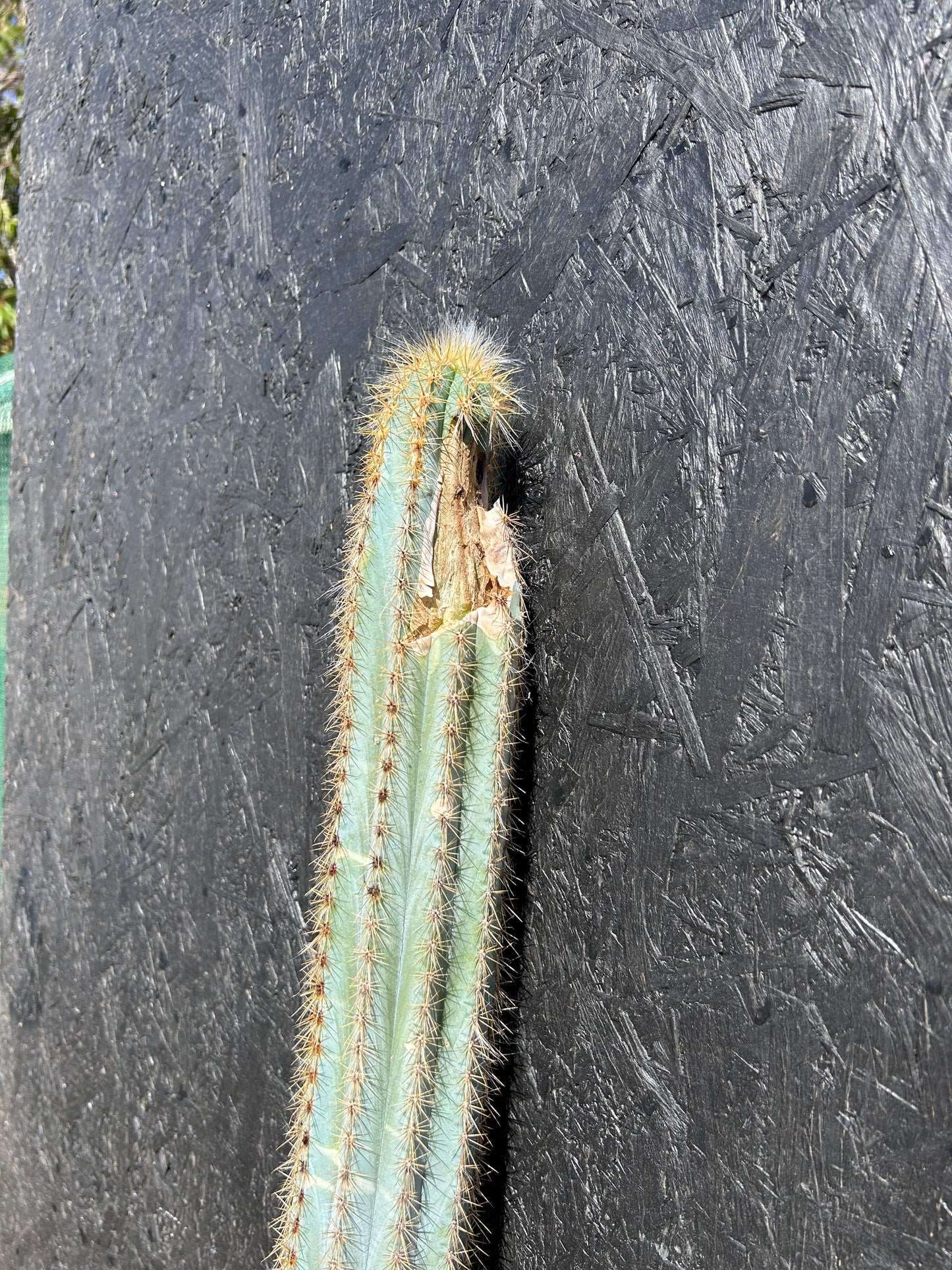 Pilosocereus pachycladus (ET64) COLLECTION ONLY