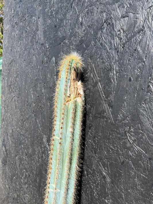 Pilosocereus pachycladus (ET64) COLLECTION ONLY