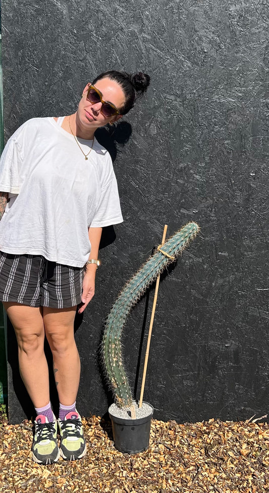 Azureocereus viridis (ET65) COLLECTION ONLY