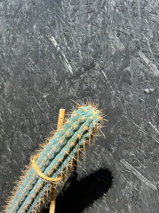 Azureocereus viridis (ET65) COLLECTION ONLY