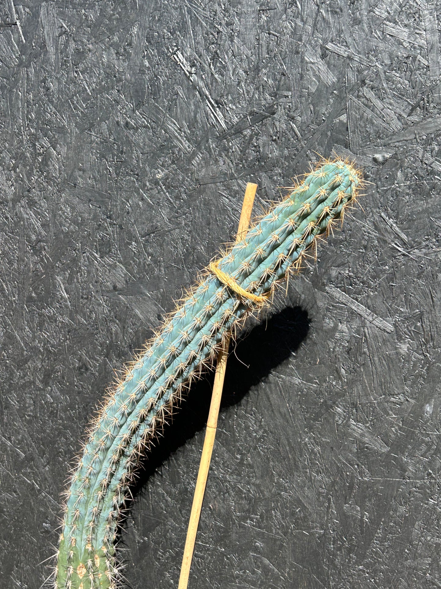 Azureocereus viridis (ET65) COLLECTION ONLY