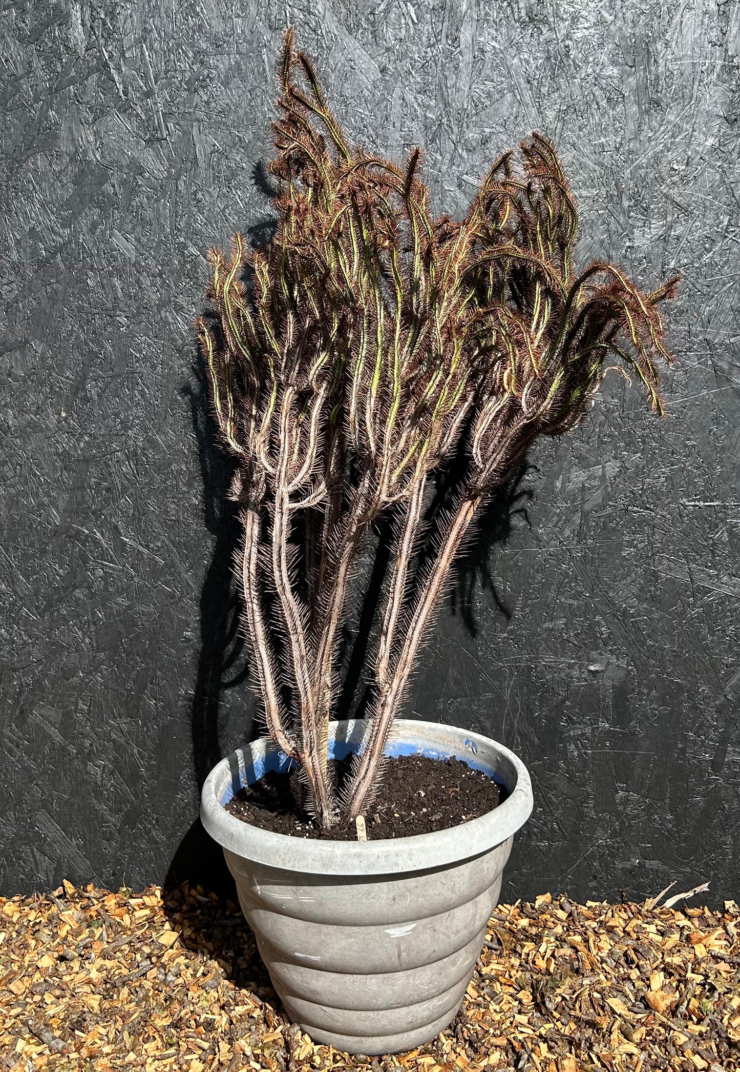 Euphorbia enopla (ET66) COLLECTION ONLY