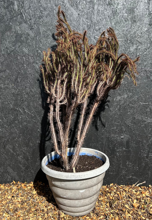 Euphorbia enopla (ET66) COLLECTION ONLY