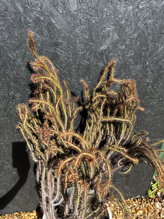 Euphorbia enopla (ET66) COLLECTION ONLY