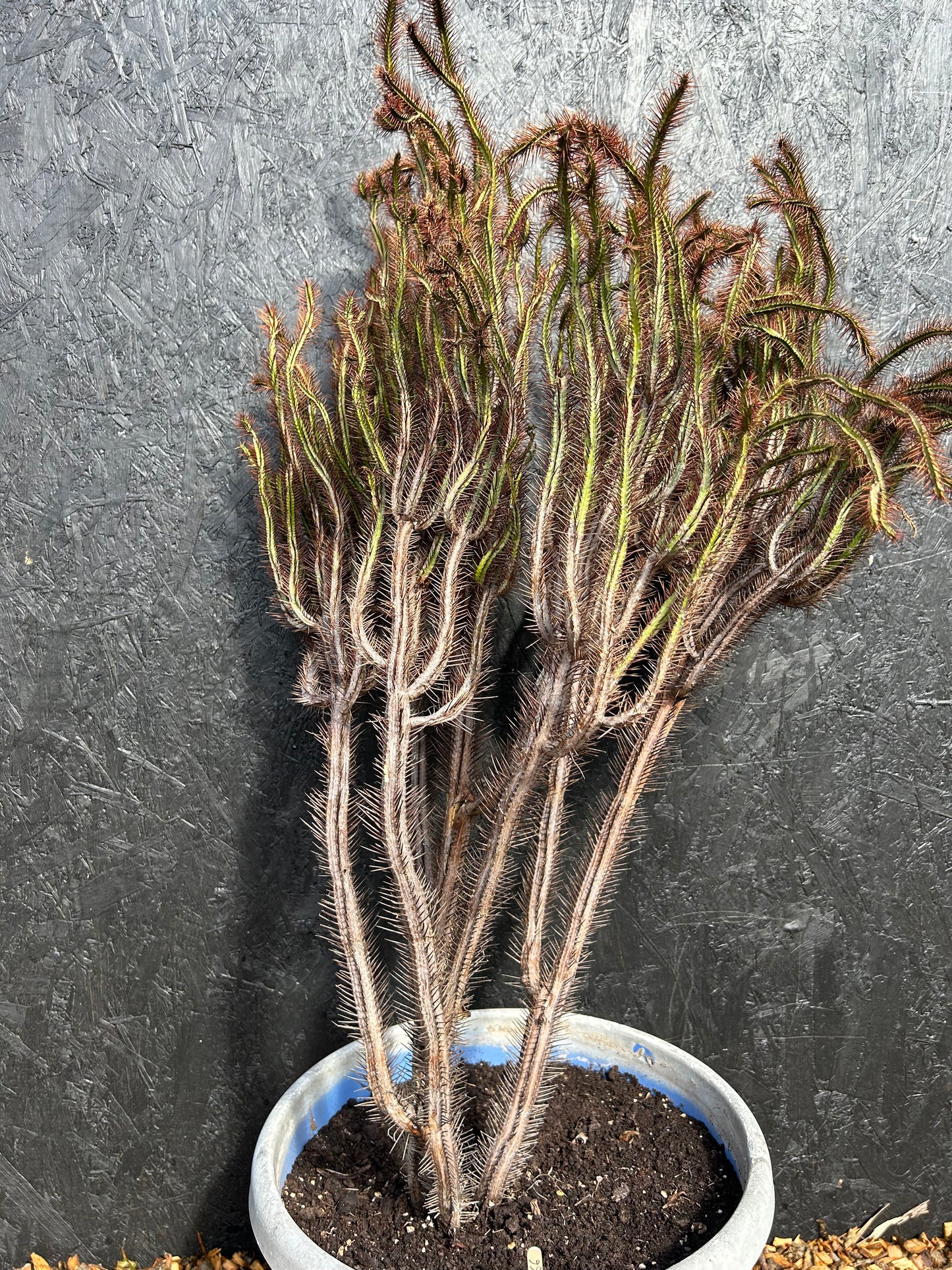 Euphorbia enopla (ET66) COLLECTION ONLY