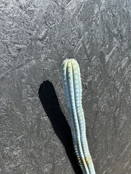 Cipocereus bradei (ET67) COLLECTION ONLY