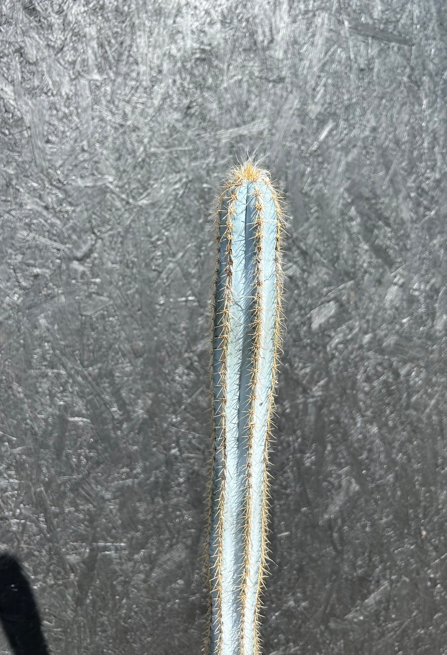 Pilosocereus pachycladus (ET68) COLLECTION ONLY