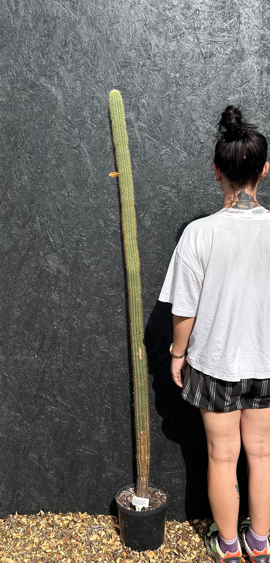 Pilosocereus pernambucoensis (ET69) COLLECTION ONLY