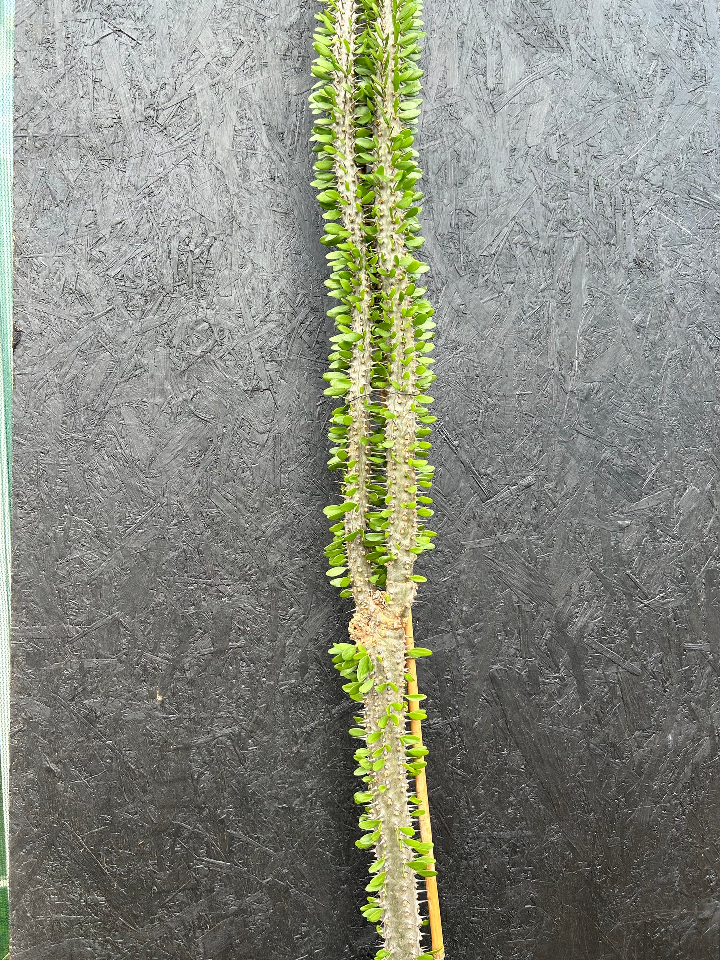 Alluaudia procera (ET70) COLLECTION ONLY
