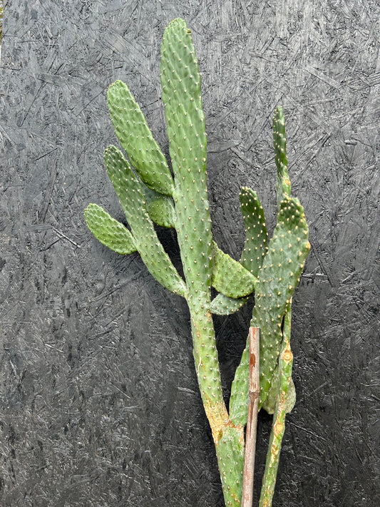 Opuntia tuna (ET72) COLLECTION ONLY