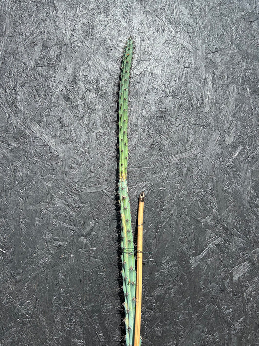 Selenicereus grandiflorus (ET71) COLLECTION ONLY