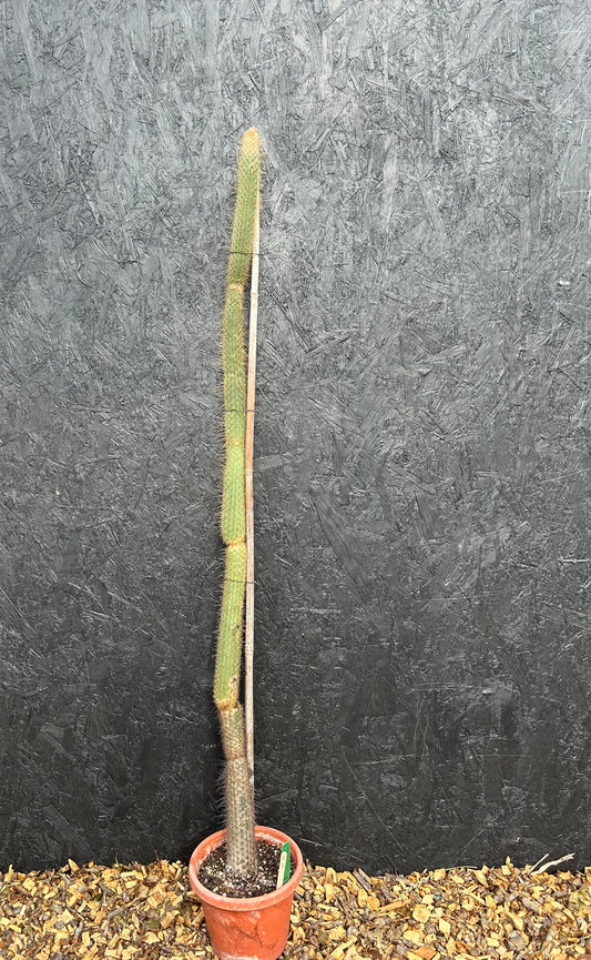 Cleistocactus smaragdiflorus (ET73) COLLECTION ONLY