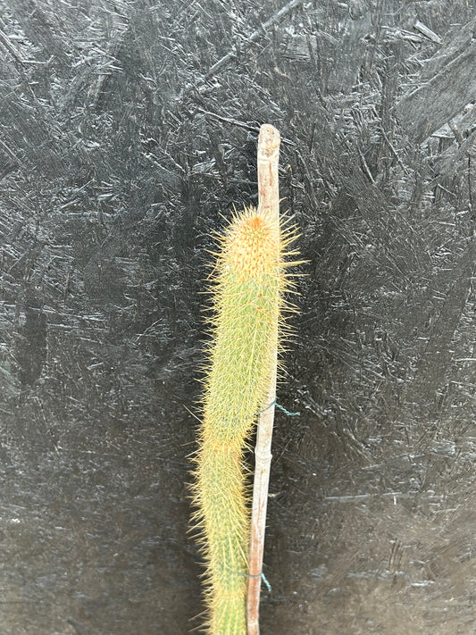 Cleistocactus smaragdiflorus (ET73) COLLECTION ONLY