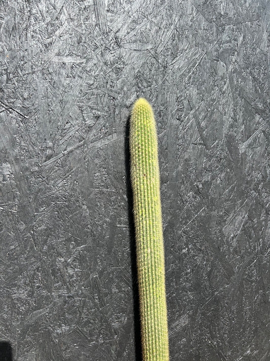 Cereus species (ET74) COLLECTION ONLY