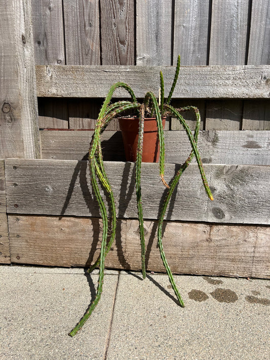 Aporocactus 'Rats Tail Cactus' (1020)