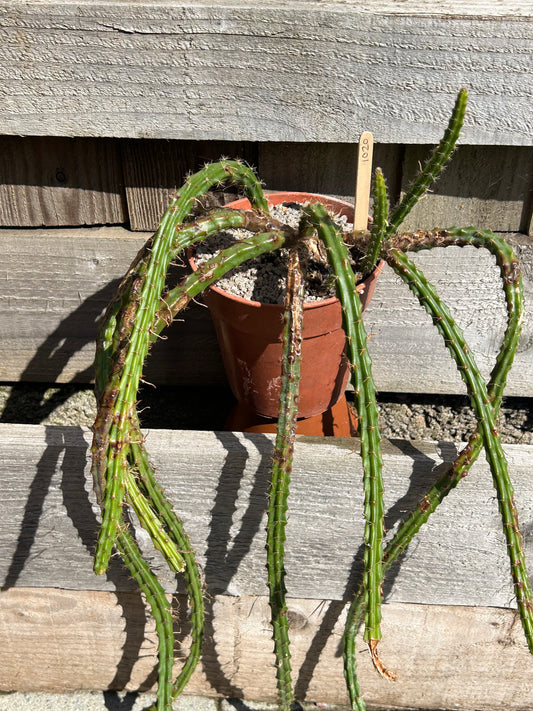 Aporocactus 'Rats Tail Cactus' (1020)