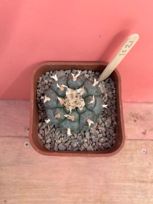 Lophophora williamsii (1021)