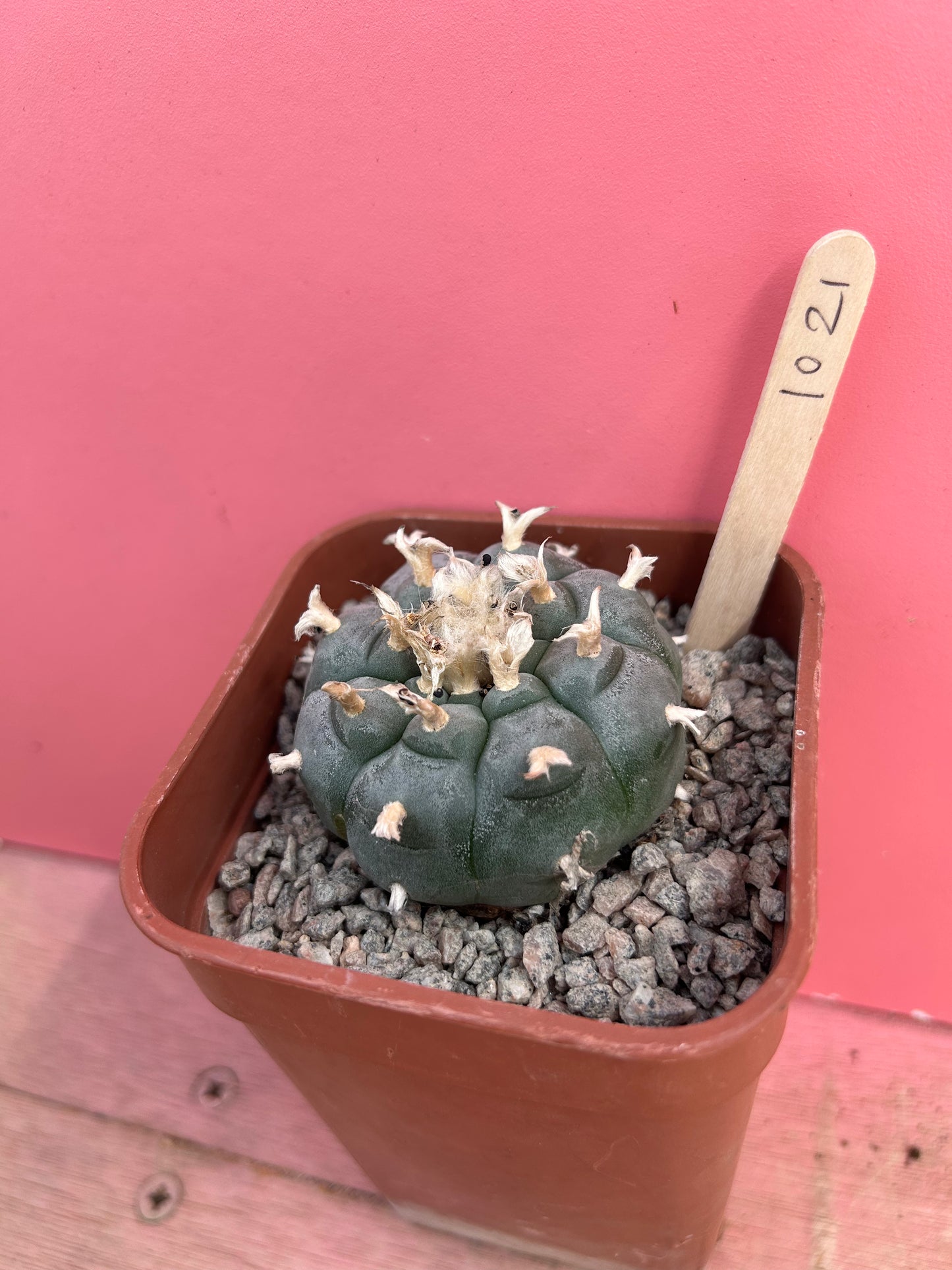 Lophophora williamsii (1021)