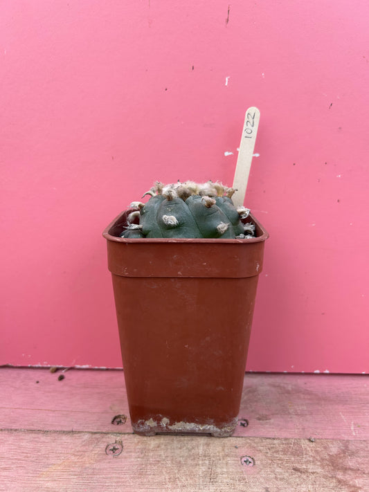 Lophophora williamsii (1022)