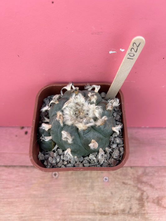 Lophophora williamsii (1022)