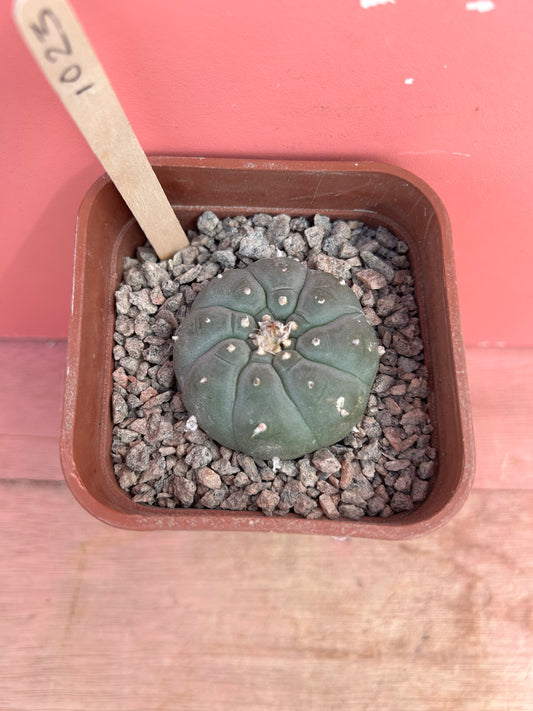 Lophophora williamsii (1023)