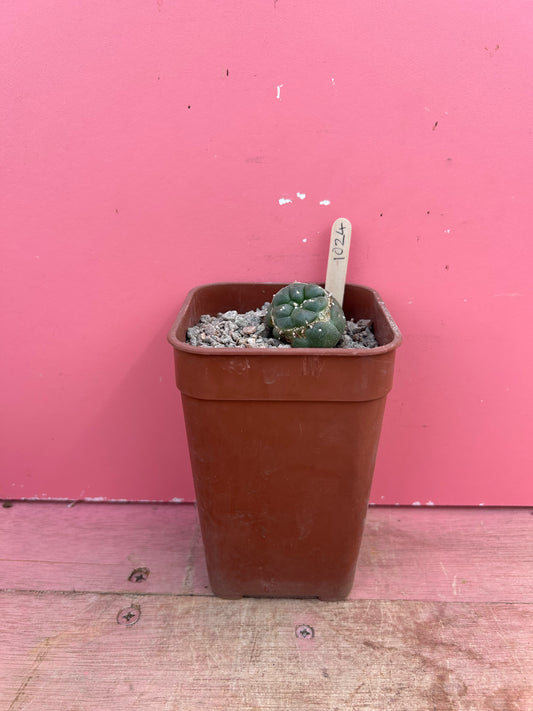 Lophophora williamsii (1024)