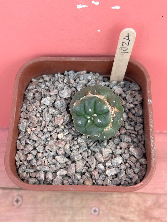 Lophophora williamsii (1024)