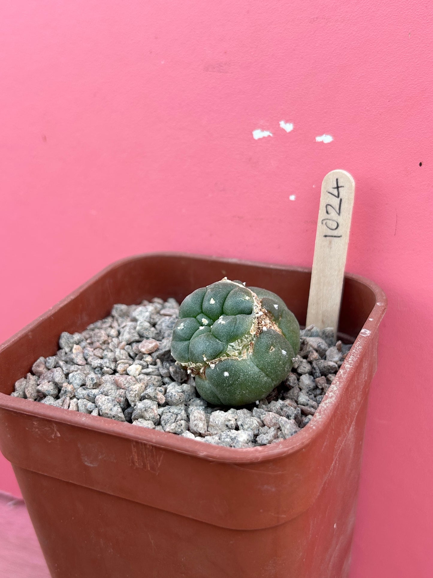 Lophophora williamsii (1024)
