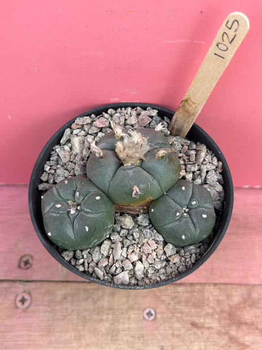 Lophophora williamsii (1025)