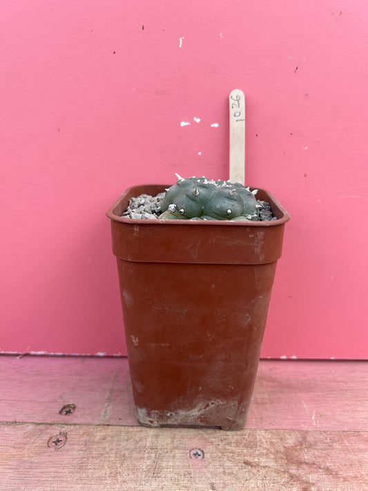Lophophora williamsii (1026)