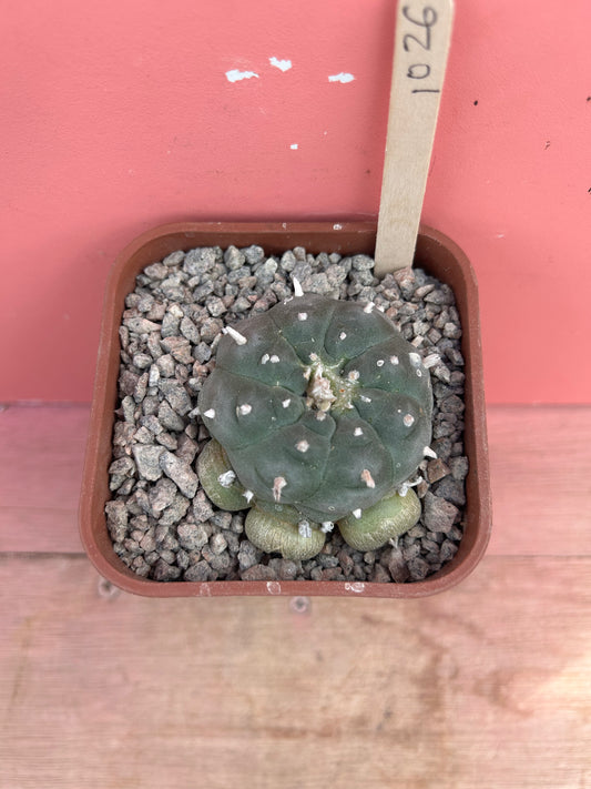 Lophophora williamsii (1026)