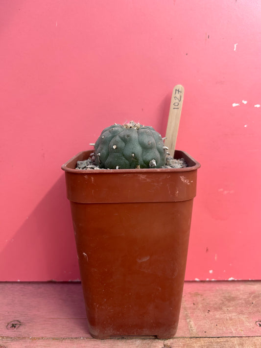 Lophophora williamsii (1027)