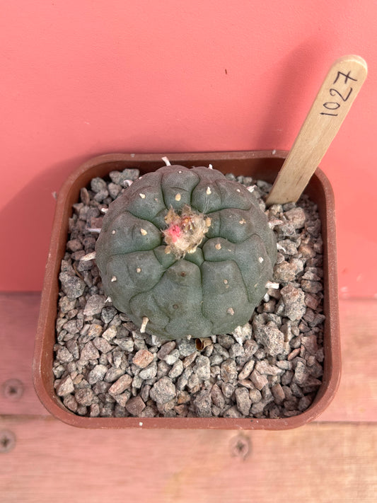 Lophophora williamsii (1027)