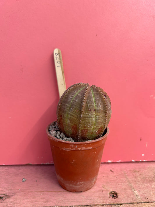 Euphorbia obesa (1028)