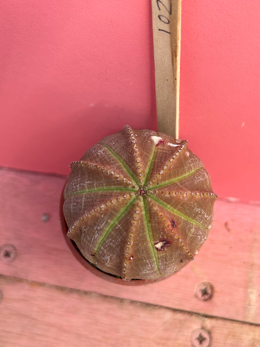 Euphorbia obesa (1028)