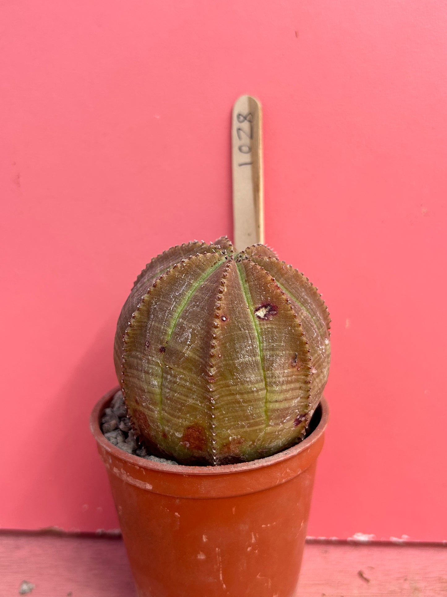 Euphorbia obesa (1028)